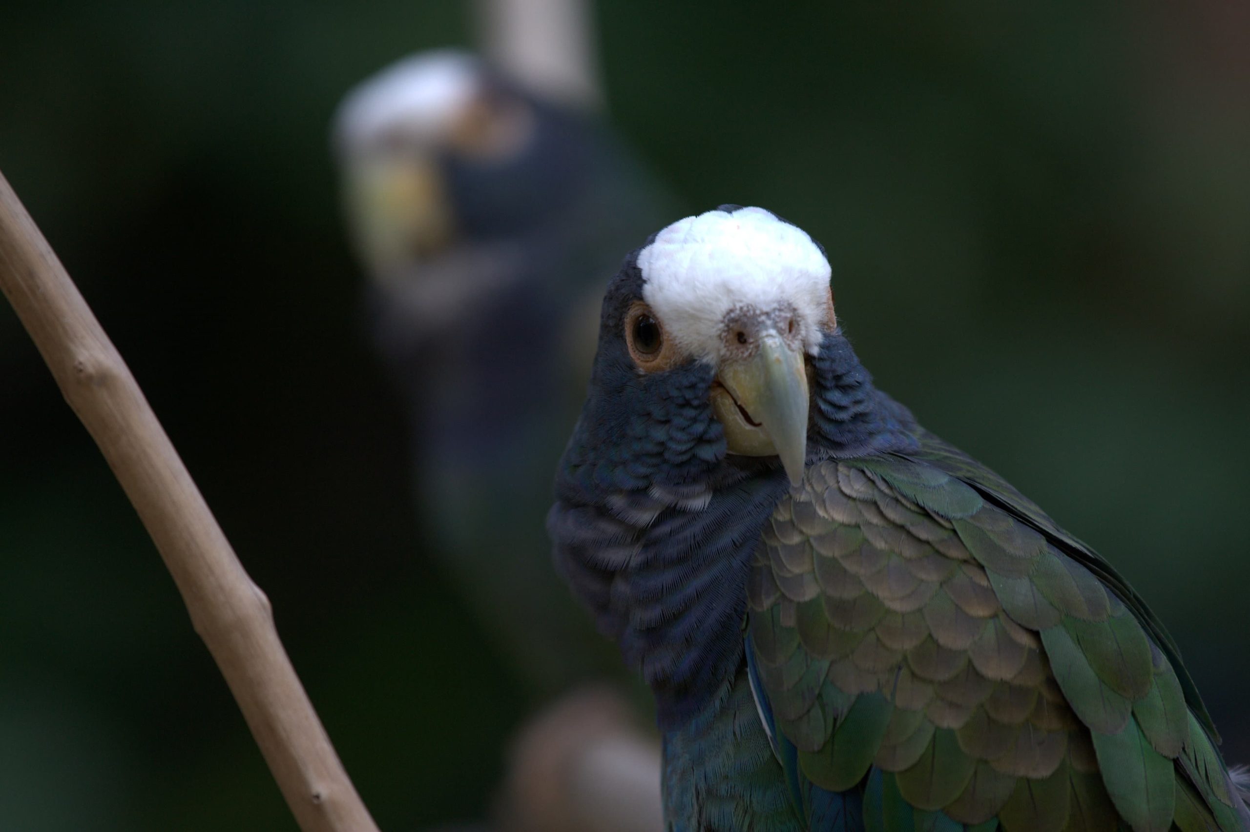 Pionus Parrots