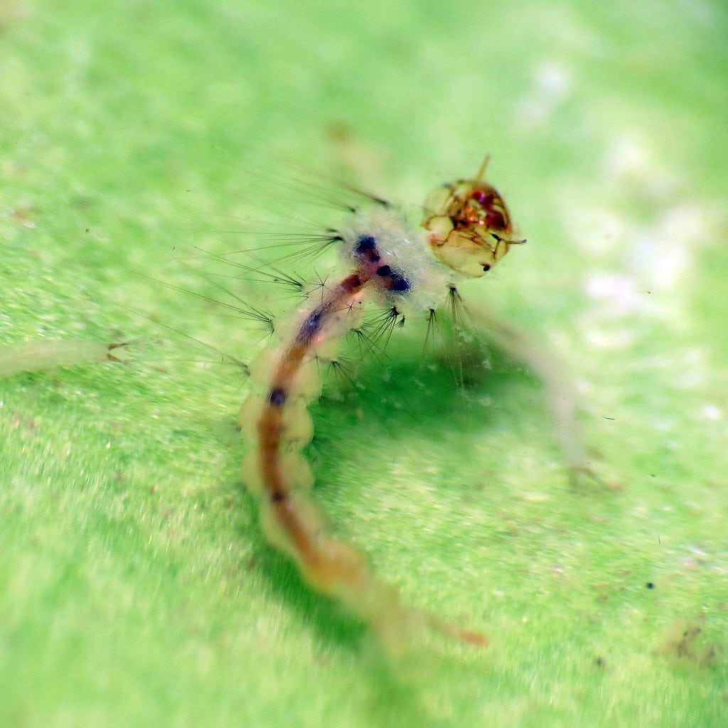 Pitcher Plant Mosquito