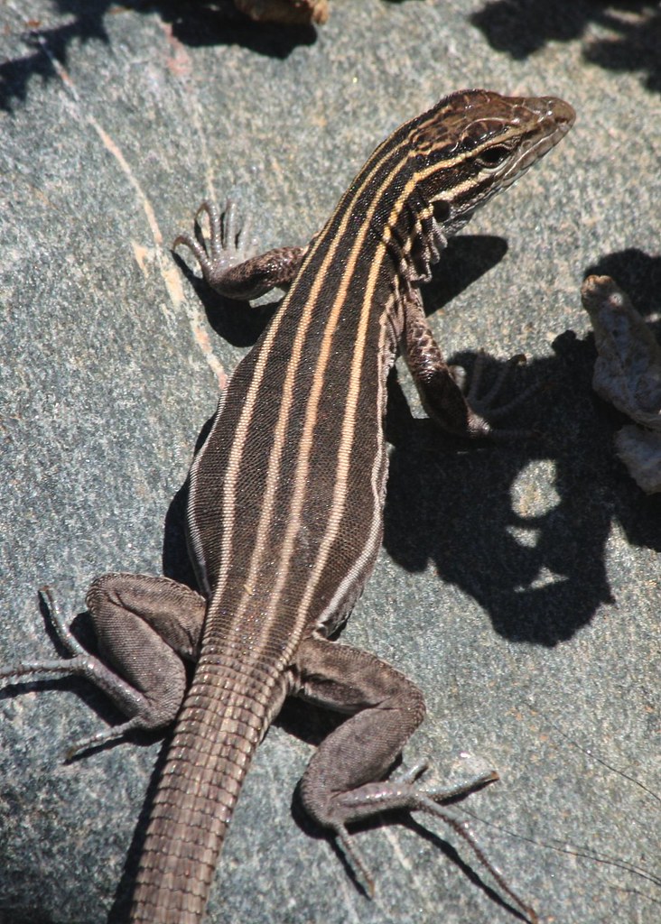 Plateau Striped Whiptail