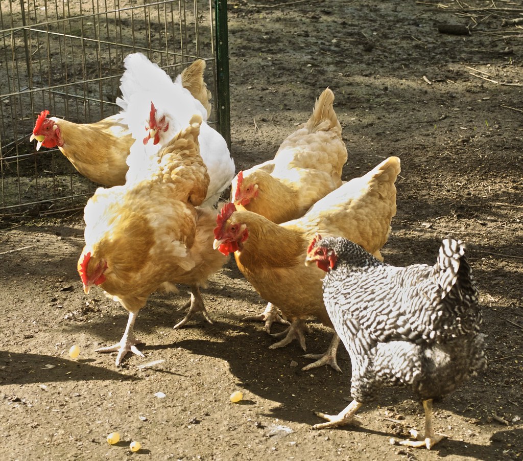 Plymouth Rock Chicken