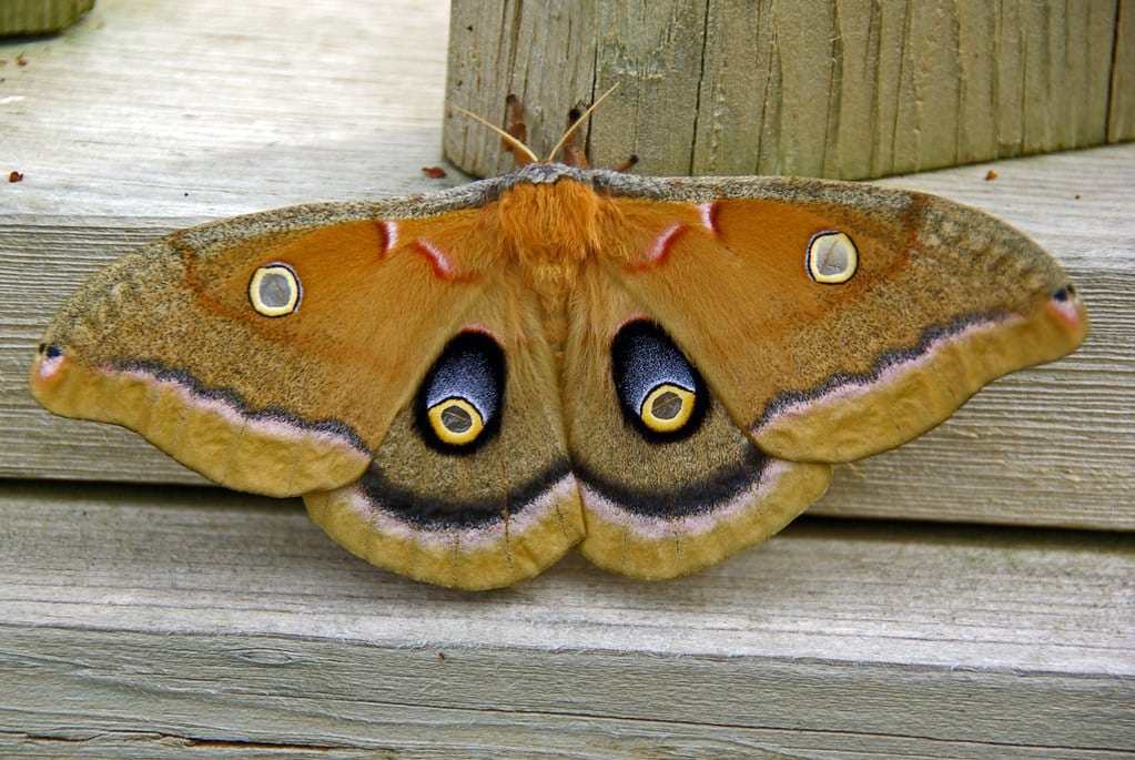 Polyphemus Moth