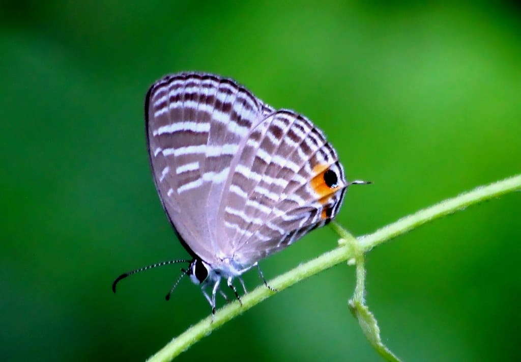Purple Cerulean (Jamides Phaseli)