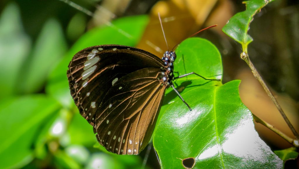 Purple Crow Butterfly