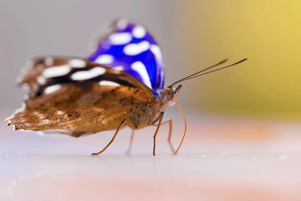 Purple Emperor