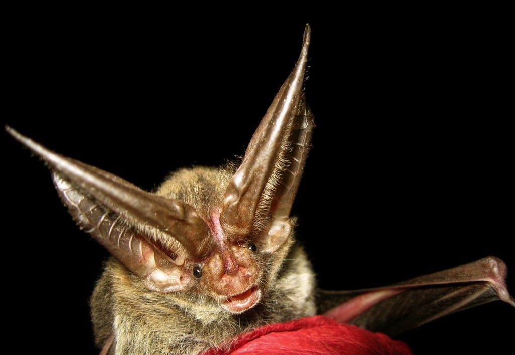 Rafinesque's Big-eared Bat - Types of Bats in Indiana