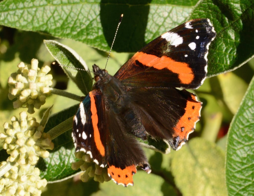 Red Admiral