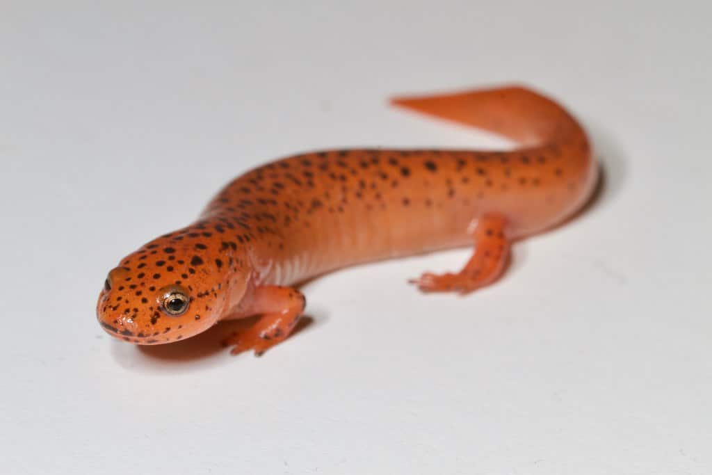 Red Salamander