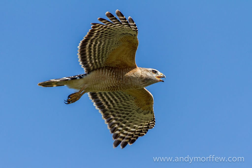 Red-shouldered Hawk 