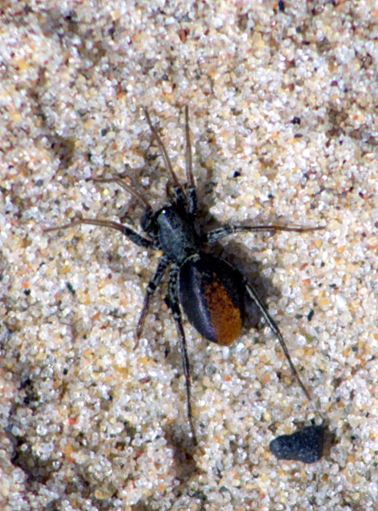 Red Spotted Ant Mimic Spider