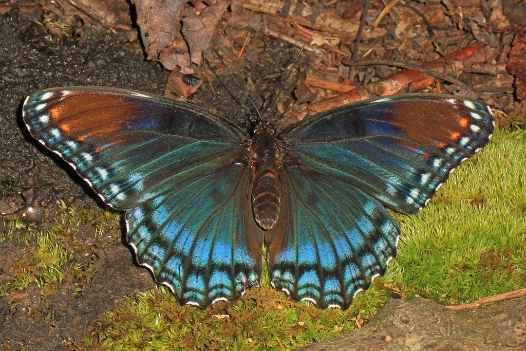 Red-Spotted Purple