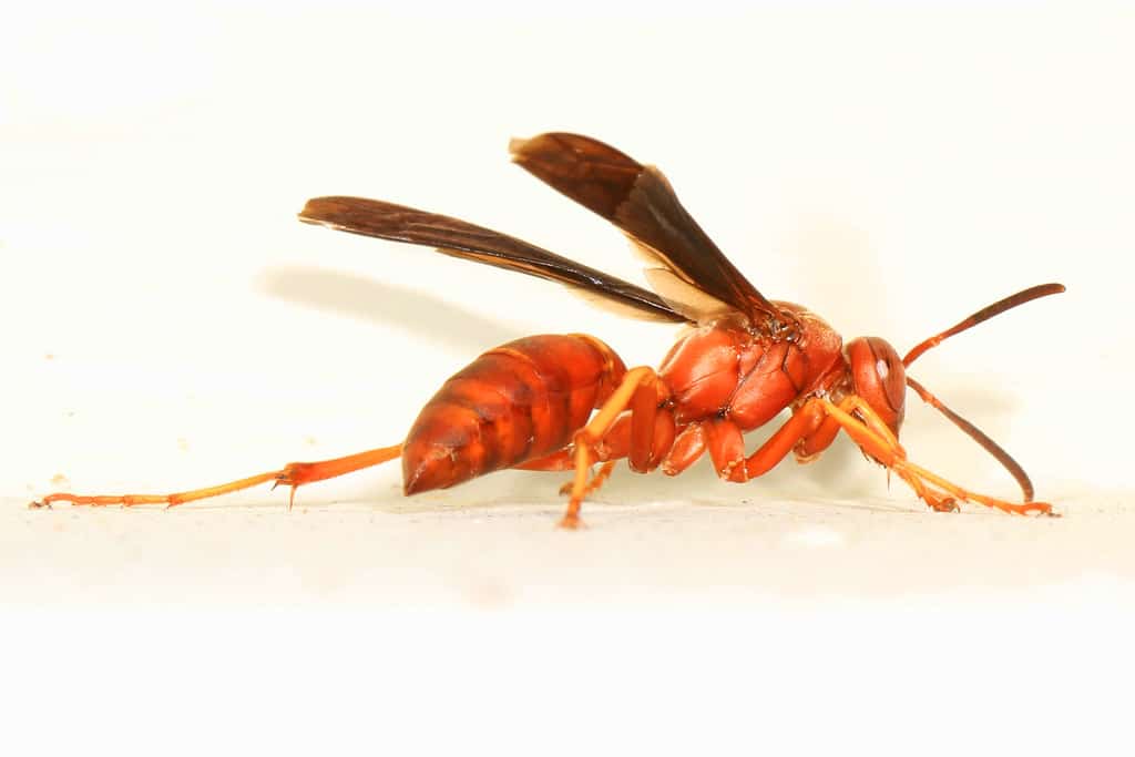 Red Wasp