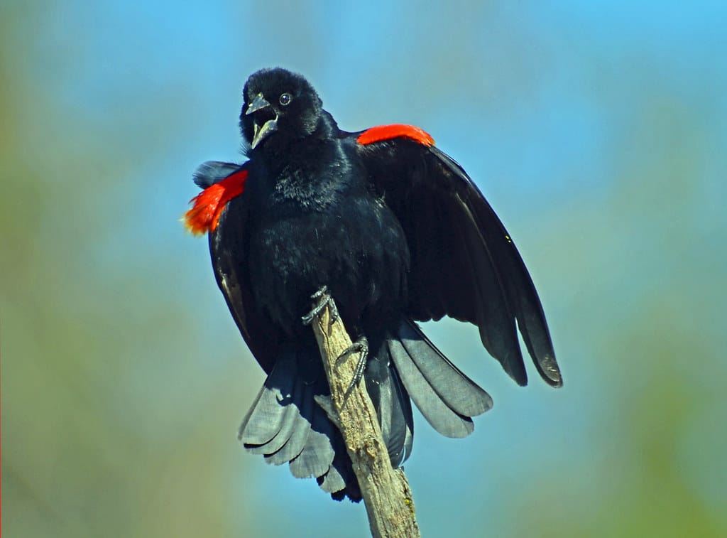 Red-Winged Blackbird
