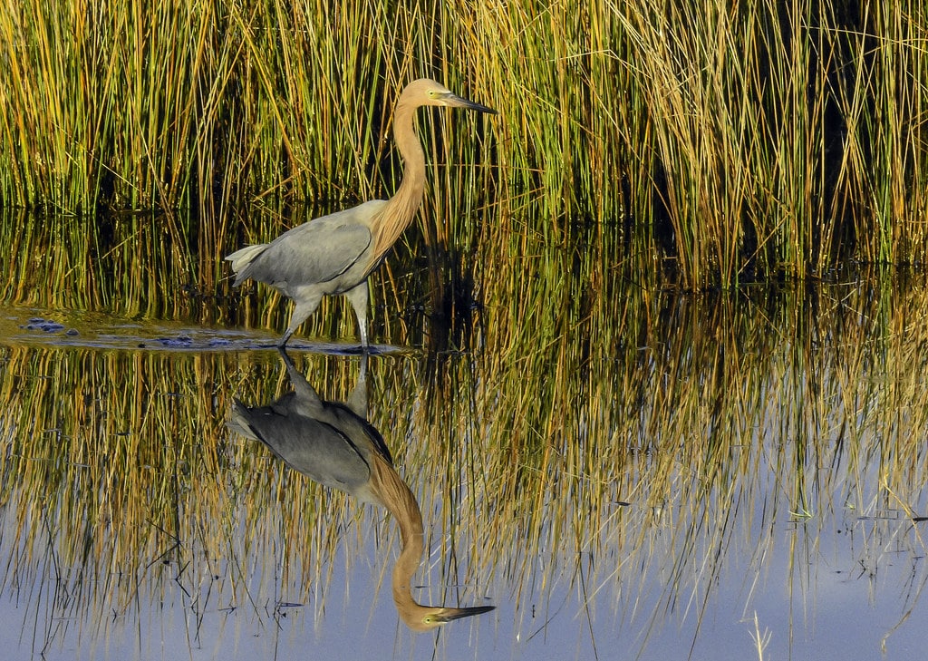 Reddish Egret