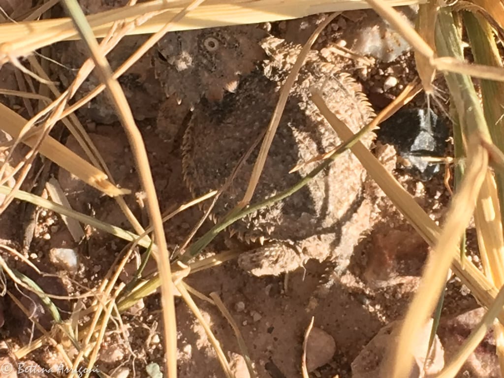 Regal Horned Lizard