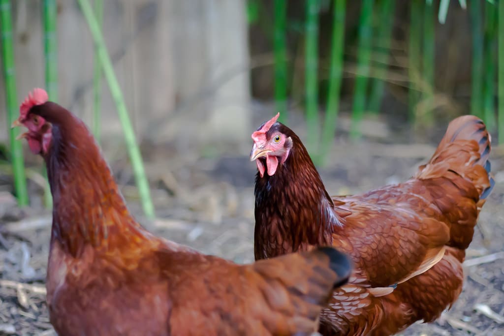 Rhode Island Reds Common Chicken Breeds