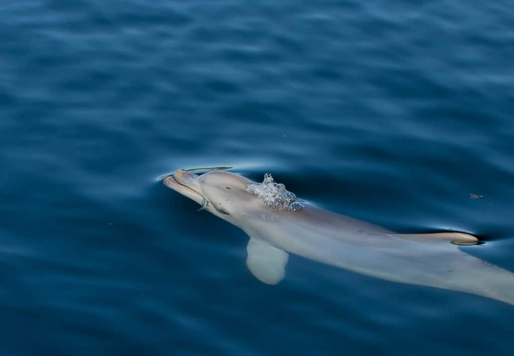 River Dolphins - Animals that Eat Fish