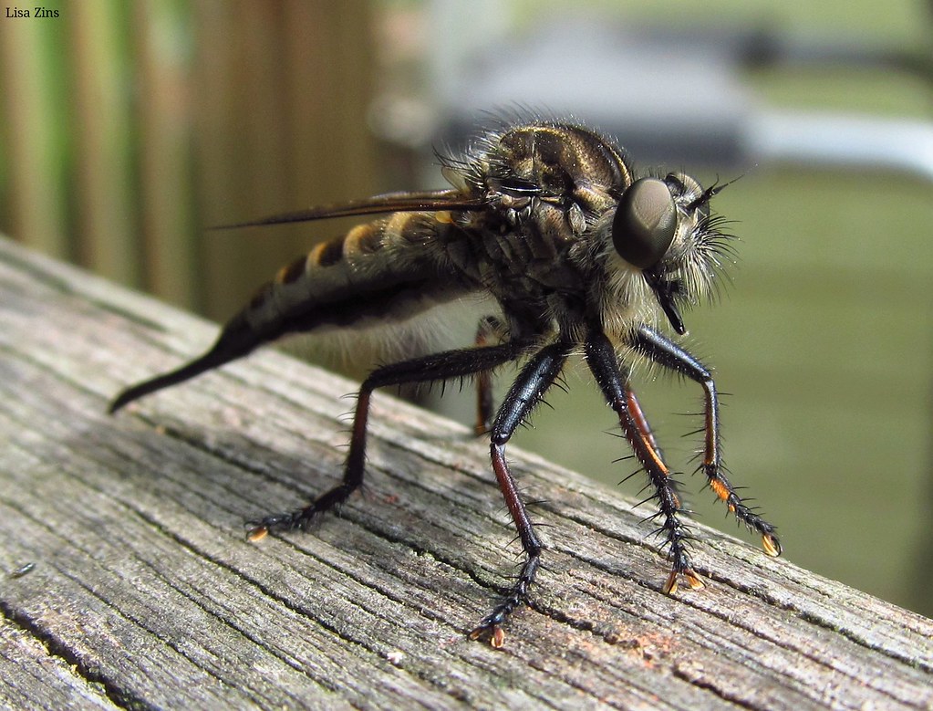 Robber Fly