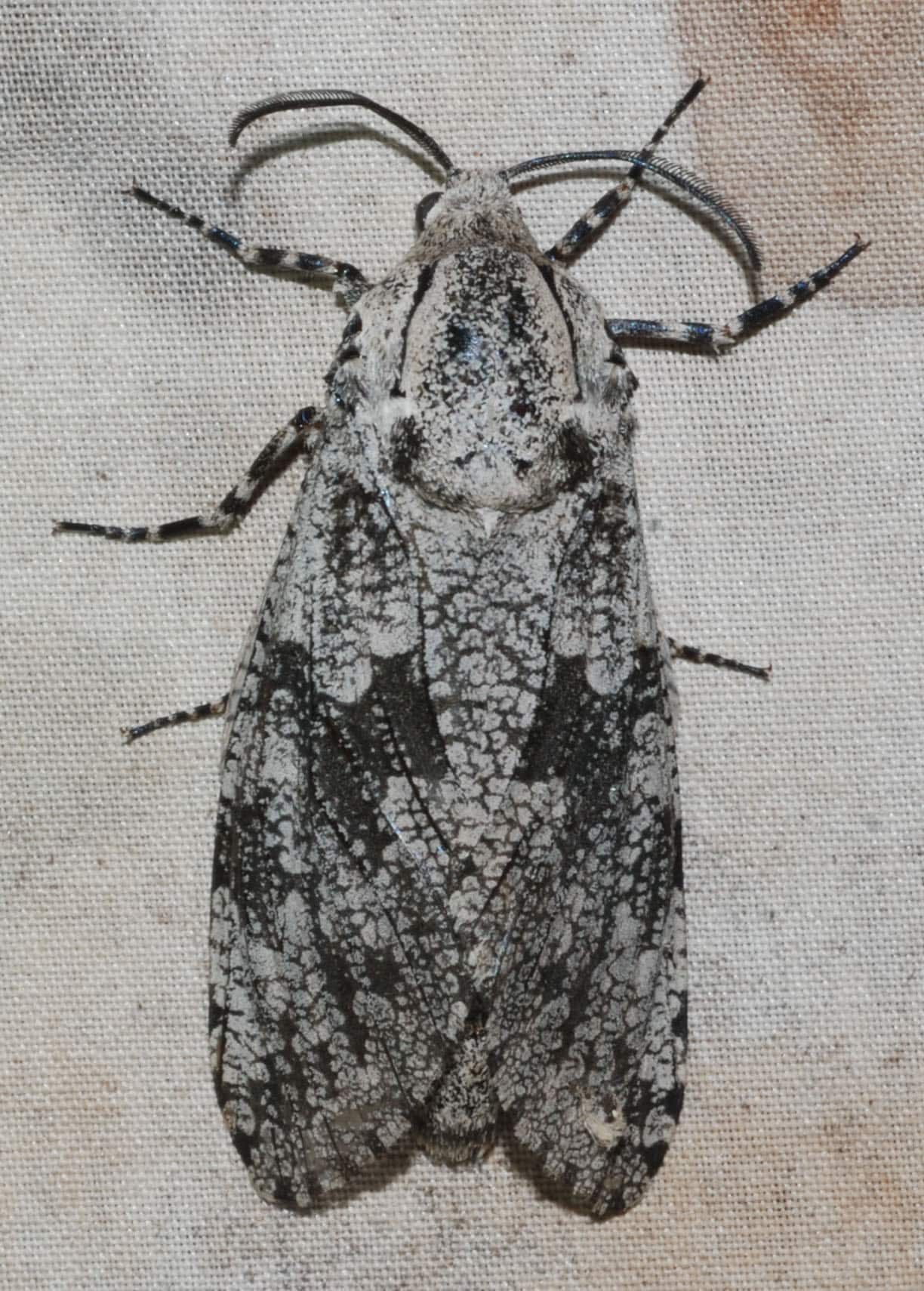 Robin's Carpenterworm Moth