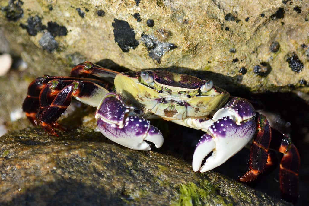 Rock Crab