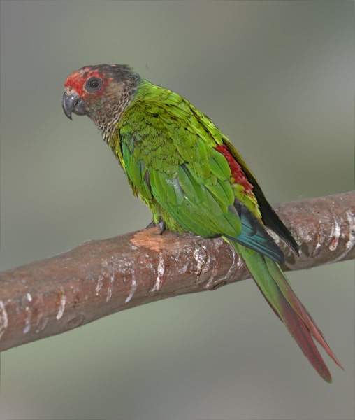 Rose-fronted parakeet