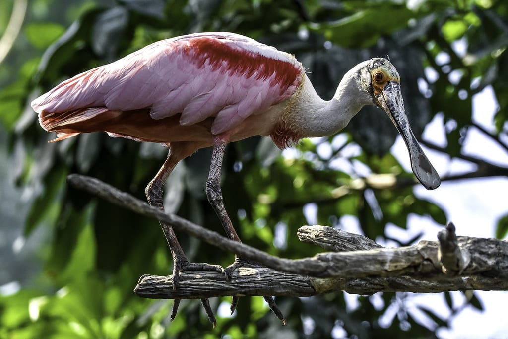 Roseate Spoonbill