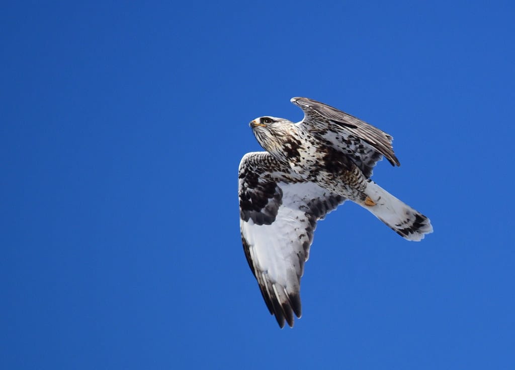 Rough-legged Hawk