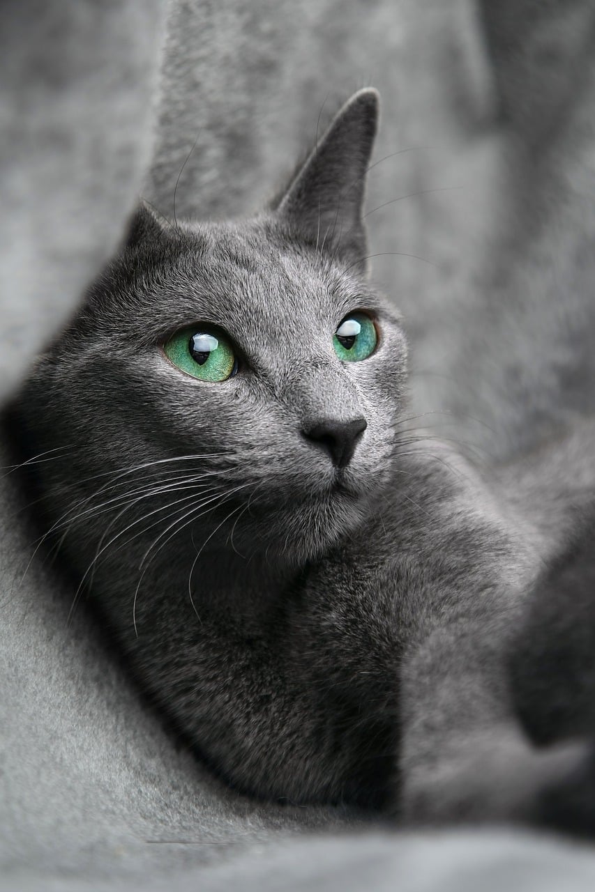 Russian Blue