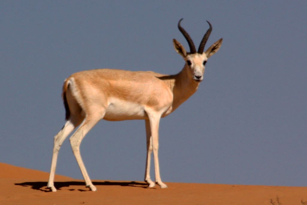 Sand Gazelles