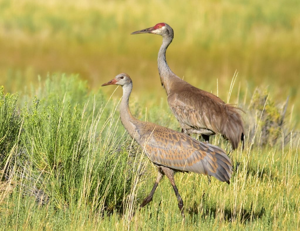 Sandhill Crane