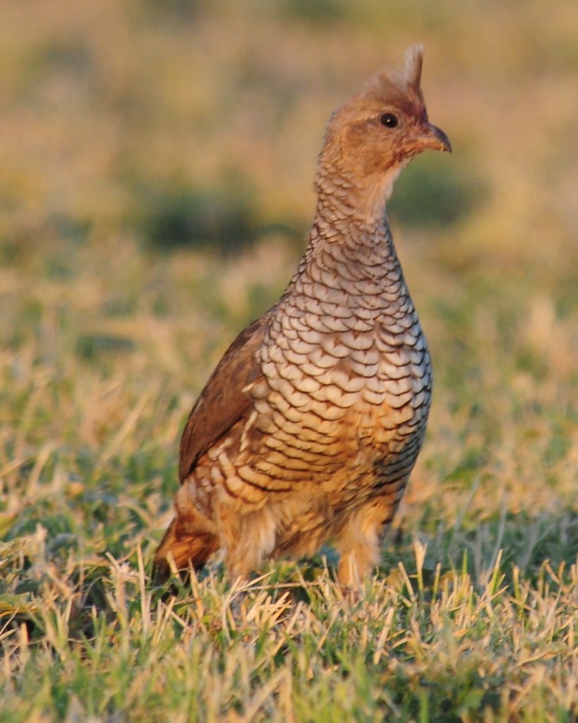 Scaled Quail