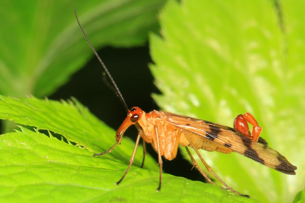 Scorpionfly