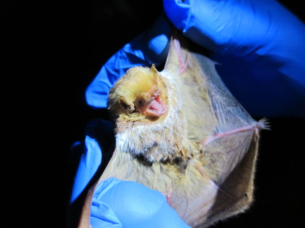 Seminole Bat - Types of Bats in Maryland