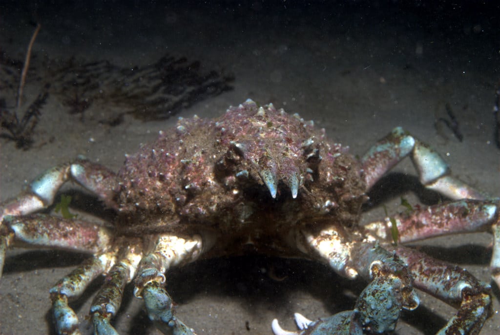 Sheep Crab