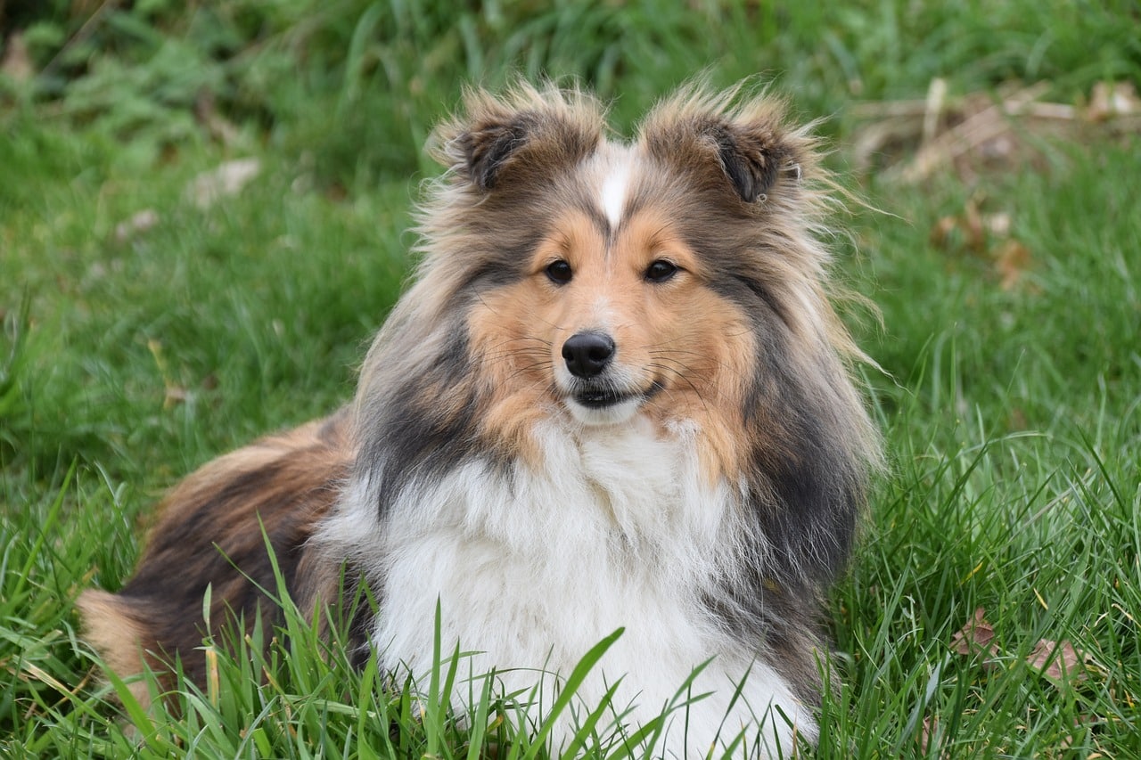 Shetland Sheepdog