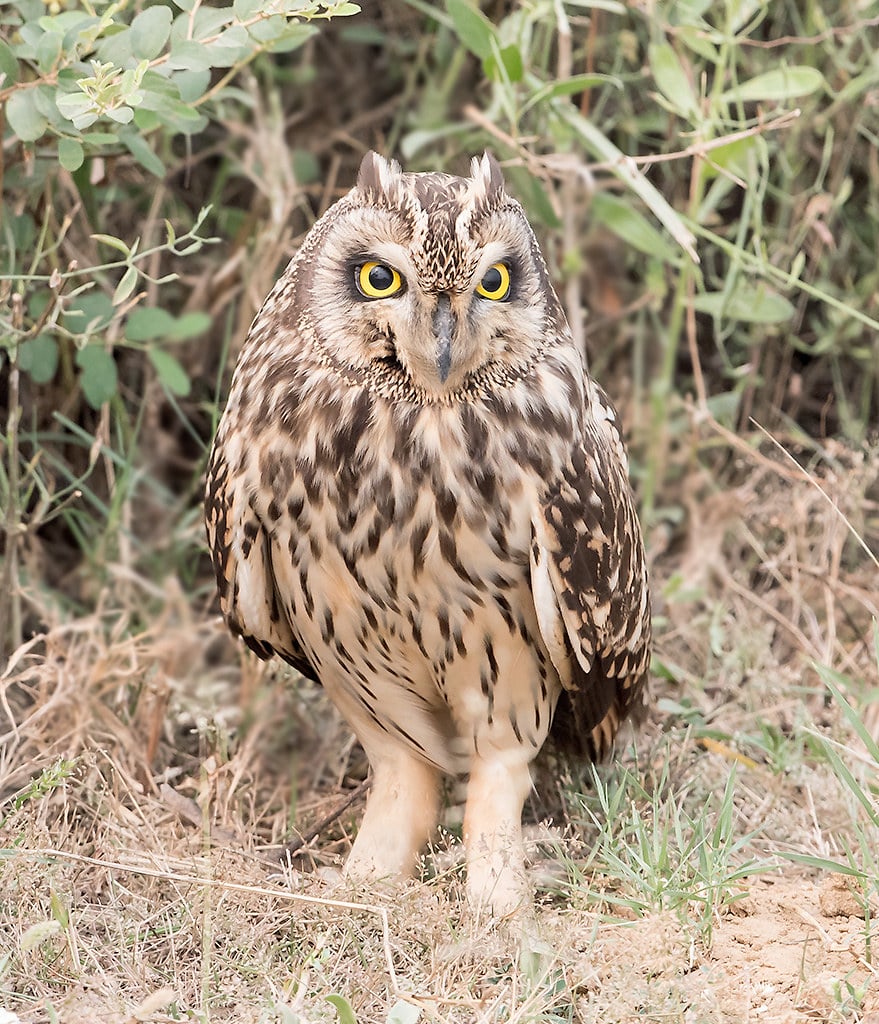 Short-eared Owl