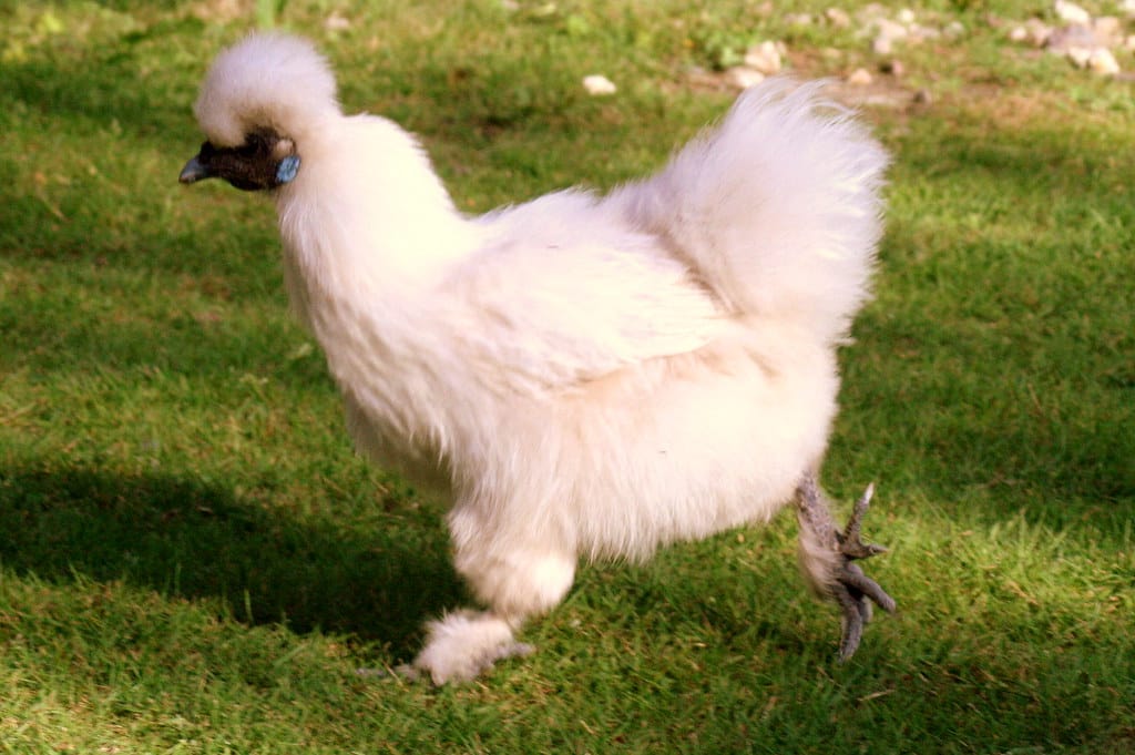 Silkie Chicken