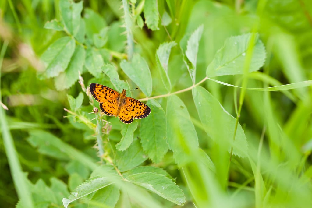 Silver-Bordered Fritillary