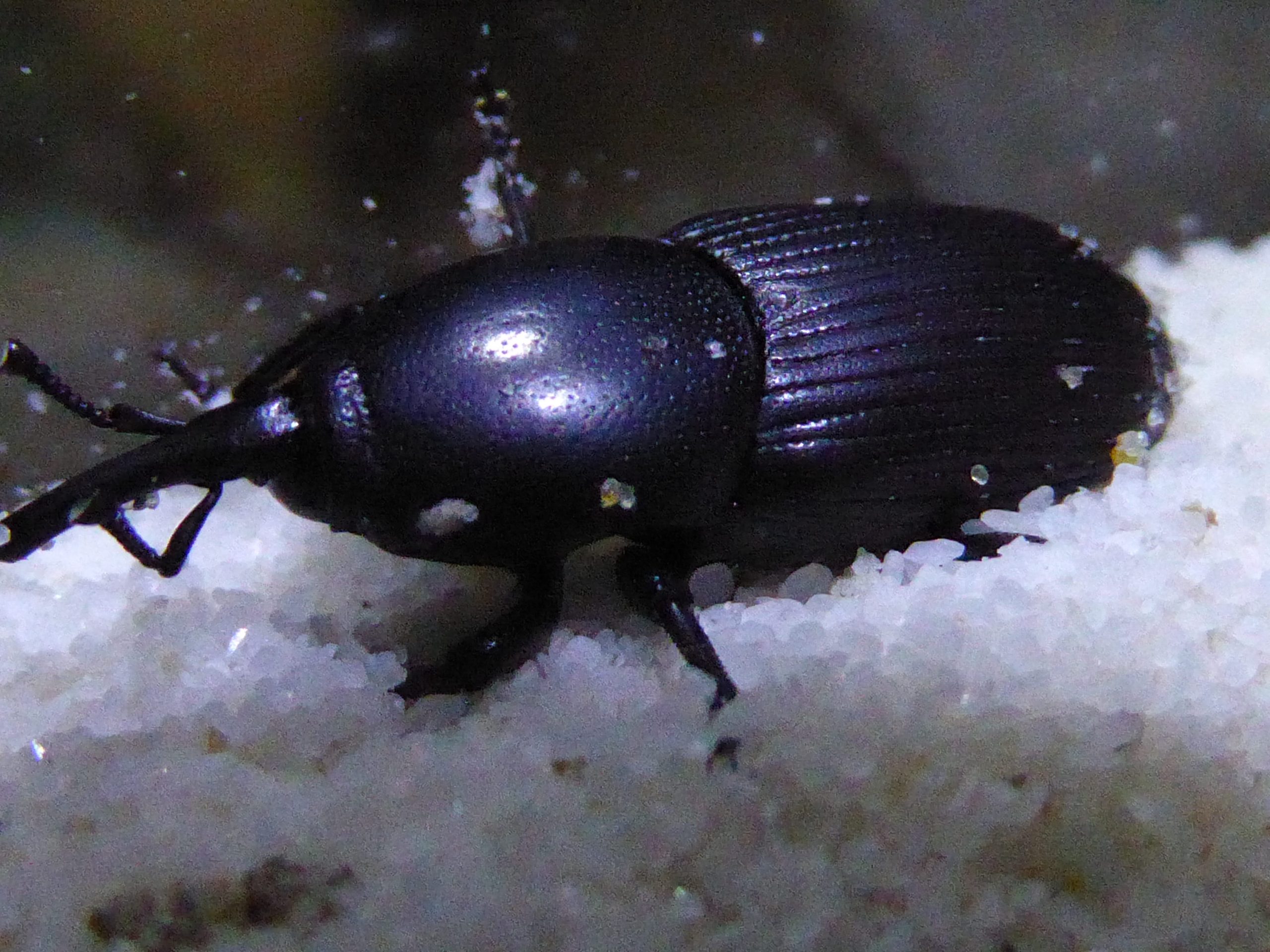 Sisal Weevil - Different Types of Weevils