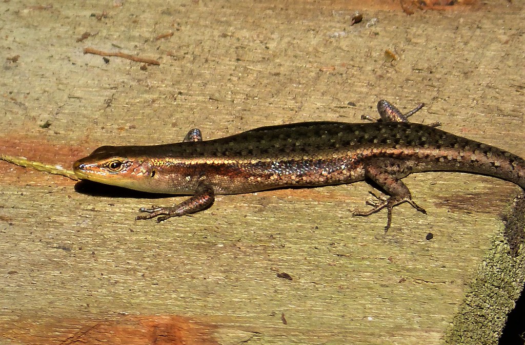 Skink lizard