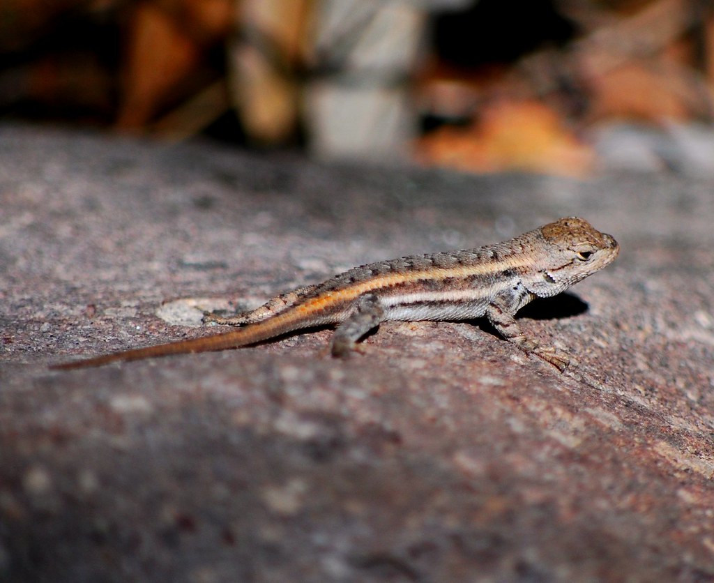 Slevin's Bunchgrass Lizard