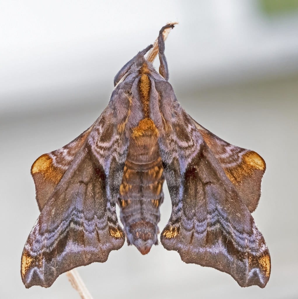 Small-eyed Sphinx Moth
