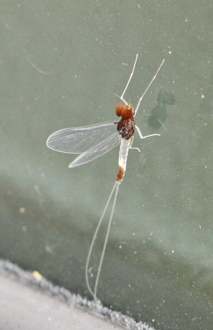 Small Minnow Mayfly