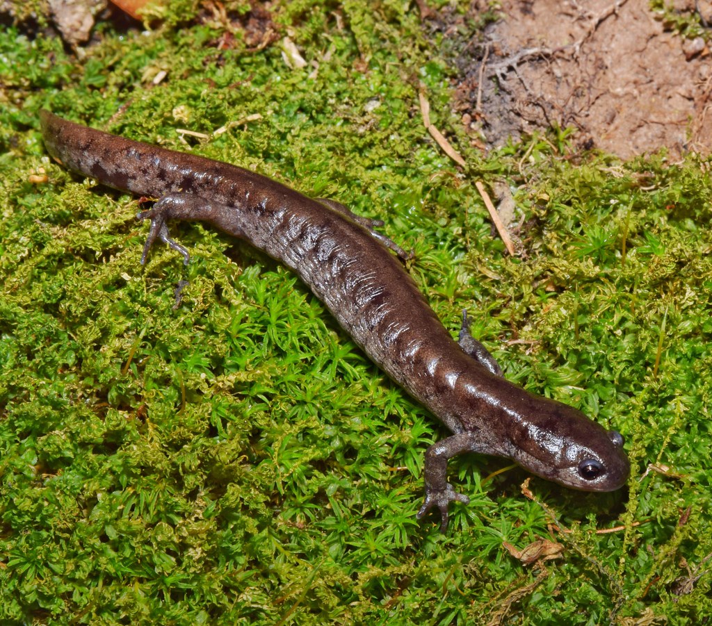 Small-Mouthed Salamander