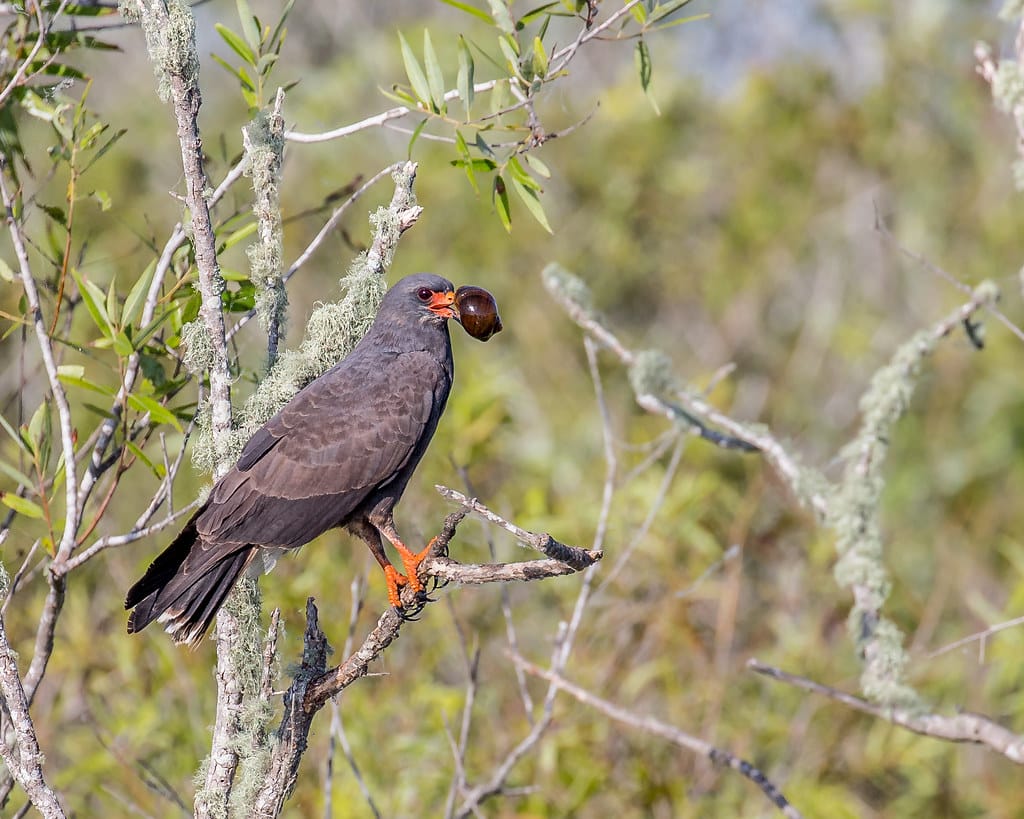 Snail Kite