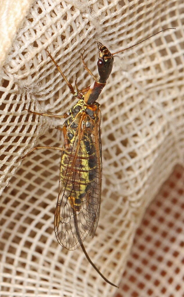 Snakefly