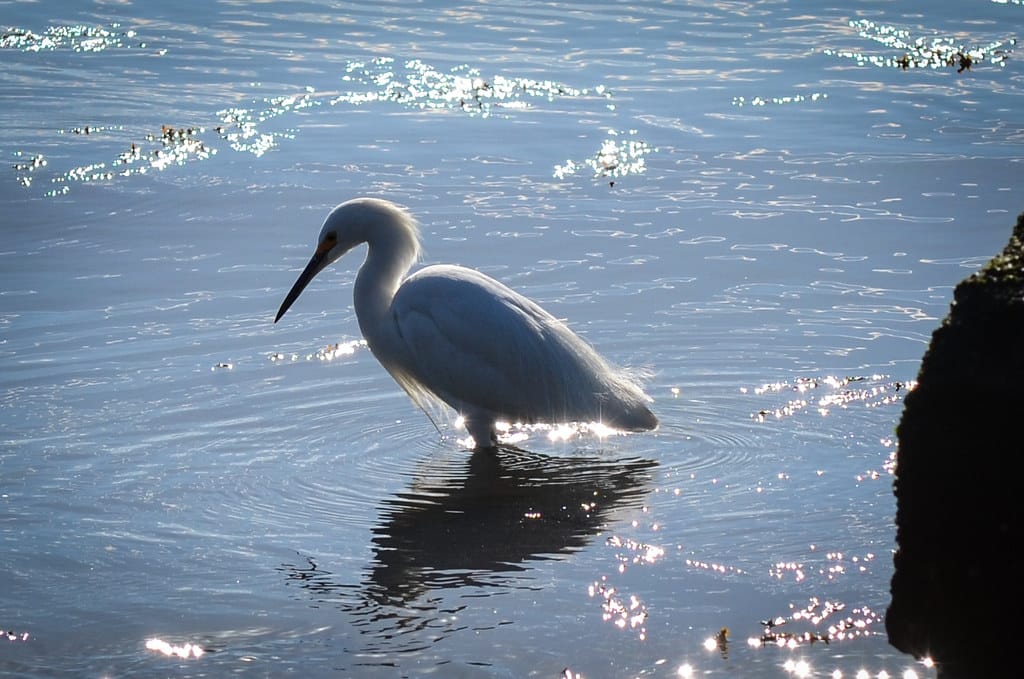 Snowy Egret - Types of Herons in Wisconsin