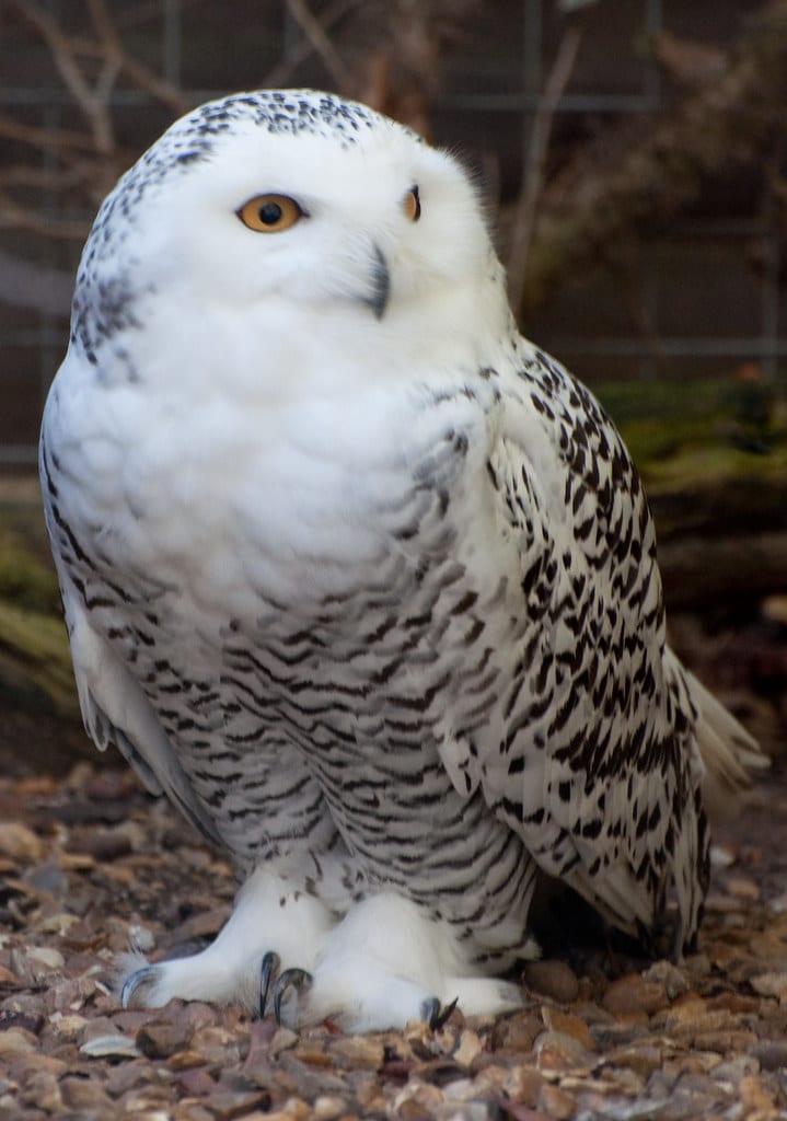 Snowy Owl