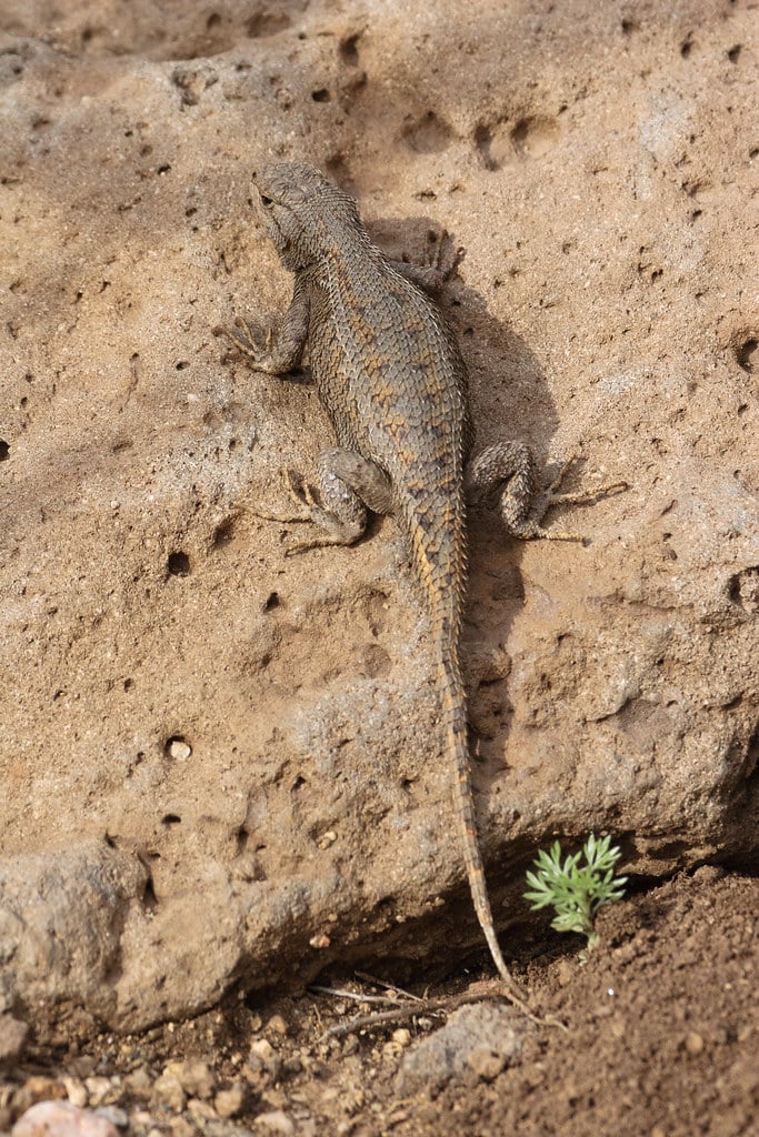 Sonoran Fence Lizard