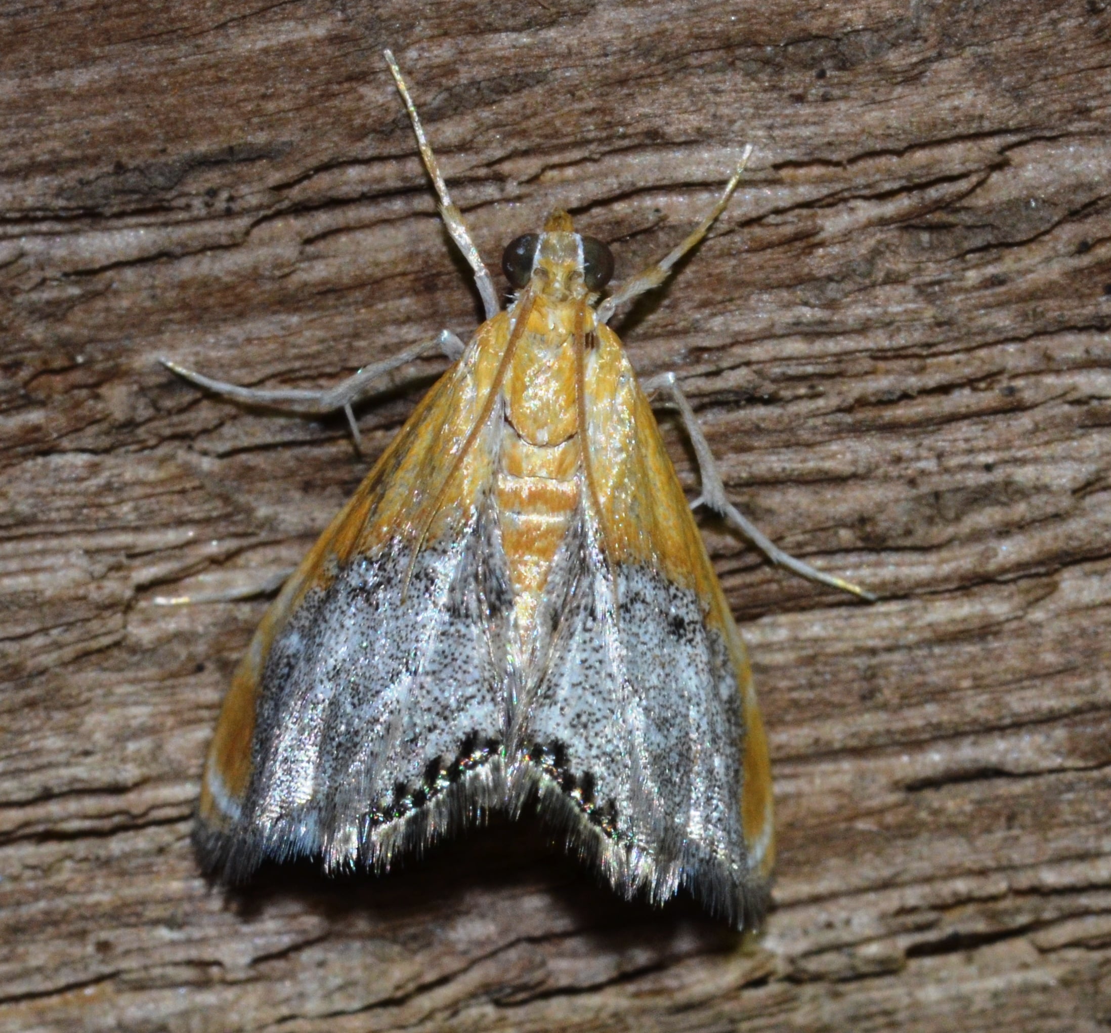 Sooty-winged Chalcoela Moth