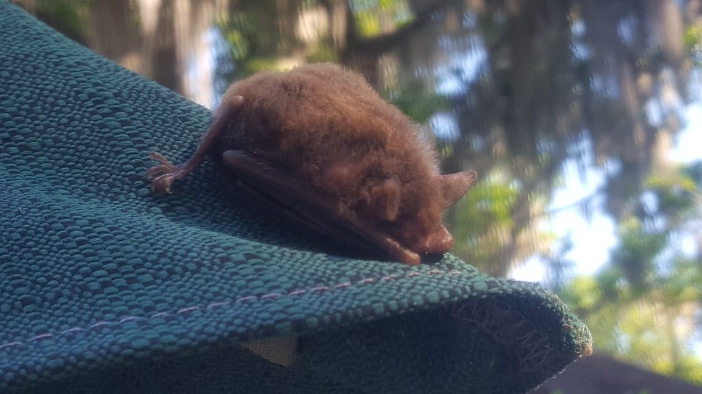 Southeastern Myotis